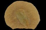Fossil Egg Case (Lepidocystis) - Illinois #120880-1